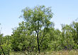 Beaver Ranch is located 5 miles west of Gail, TX in Borden County.