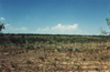 Scurry County Hermleigh Ranch Native Pasture
