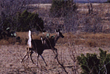 Garza County Miller Ranch whitetail